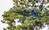 A blue bird in a green tree